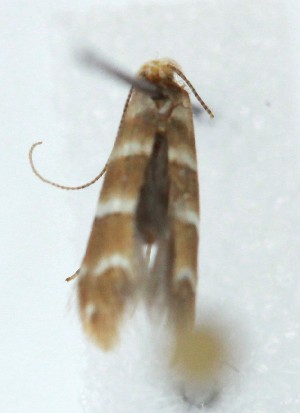  ( - MDH041473)  @11 [ ] CreativeCommons  Attribution (by) (2025) Daniel Handfield Unspecified