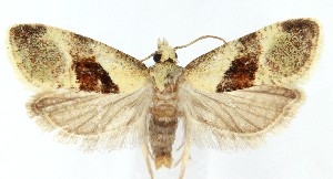  (Phalonidia straminoides - MDH041482)  @11 [ ] CreativeCommons  Attribution (by) (2025) Daniel Handfield Unspecified