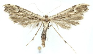  ( - MDH041606)  @11 [ ] CreativeCommons  Attribution (by) (2025) Daniel Handfield Unspecified