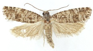  ( - MDH041627)  @11 [ ] CreativeCommons  Attribution (by) (2025) Daniel Handfield Unspecified