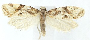  ( - MDH041661)  @11 [ ] CreativeCommons  Attribution (by) (2025) Daniel Handfield Unspecified