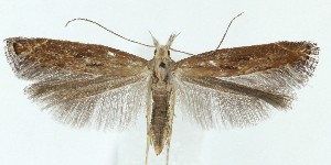  ( - MDH041664)  @11 [ ] CreativeCommons  Attribution (by) (2025) Daniel Handfield Unspecified