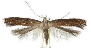  ( - MDH041665)  @11 [ ] CreativeCommons  Attribution (by) (2025) Daniel Handfield Unspecified