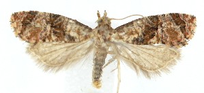  ( - MDH041675)  @11 [ ] CreativeCommons  Attribution (by) (2025) Daniel Handfield Unspecified