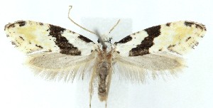  ( - MDH041753)  @11 [ ] CreativeCommons  Attribution (by) (2025) Daniel Handfield Unspecified