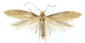  ( - MDH041765)  @11 [ ] CreativeCommons  Attribution (by) (2025) Daniel Handfield Unspecified