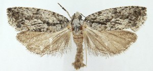  ( - MDH041786)  @11 [ ] Unspecified (default): All Rights Reserved (2025) Daniel Handfield CreativeCommons  Attribution (by)