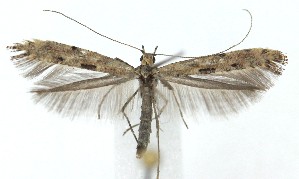  (Caloptilia populiella - MDH041791)  @11 [ ] Unspecified (default): All Rights Reserved (2025) Daniel Handfield CreativeCommons  Attribution (by)