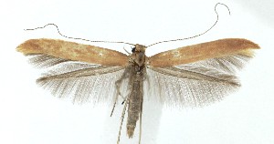  ( - MDH041808)  @11 [ ] Unspecified (default): All Rights Reserved (2025) Daniel Handfield CreativeCommons  Attribution (by)