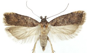  ( - MDH041811)  @11 [ ] Unspecified (default): All Rights Reserved (2025) Daniel Handfield CreativeCommons  Attribution (by)