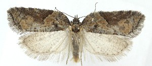  ( - MDH041813)  @11 [ ] Unspecified (default): All Rights Reserved (2025) Daniel Handfield CreativeCommons  Attribution (by)