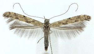  ( - MDH041826)  @11 [ ] Unspecified (default): All Rights Reserved (2025) Daniel Handfield CreativeCommons  Attribution (by)