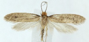  ( - MDH042181)  @11 [ ] Unspecified (default): All Rights Reserved (2025) Daniel Handfield CreativeCommons  Attribution (by)