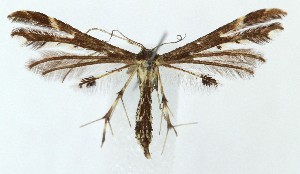  ( - MDH042246)  @11 [ ] Unspecified (default): All Rights Reserved (2025) Daniel Handfield CreativeCommons  Attribution (by)