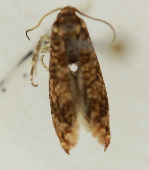  ( - MS202507)  @11 [ ] CreativeCommons  Attribution (by) (2024) Daniel Handfield Unspecified