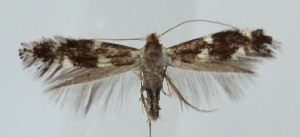  ( - SB2303954)  @11 [ ] CreativeCommons  Attribution (by) (2025) Daniel Handfield Unspecified