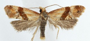  ( - SB2304215)  @11 [ ] CreativeCommons  Attribution (by) (2025) Daniel Handfield Unspecified