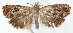  ( - SB2304251)  @11 [ ] CreativeCommons  Attribution (by) (2025) Daniel Handfield Unspecified