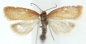  ( - SB2304606)  @11 [ ] CreativeCommons  Attribution (by) (2025) Daniel Handfield Unspecified