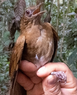  (Turdus hauxwelli - FPI0000196)  @11 [ ] Copyright  Field Projects International Field Projects International