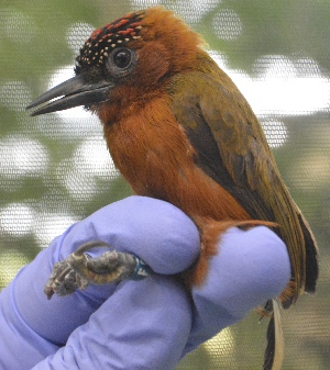  (Picumnus rufiventris - L708-109)  @11 [ ] Copyright  Field Projects International Field Projects International