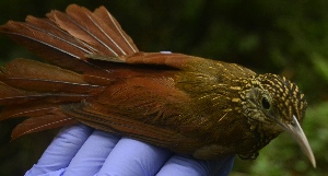  (Xiphorhynchus ocellatus - L813-25)  @11 [ ] Copyright  Field Projects International Field Projects International