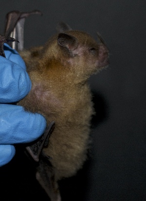  ( - FPI0007409)  @11 [ ] Copyright  Field Projects International Field Projects International