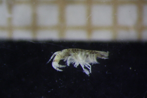  ( - BGE_00445_G03)  @11 [ ] CreativeCommons - Attribution Non-Commercial No Derivatives (2025) Andrea Desiderato University of Lodz, Department of Invertebrate Zoology and Hydrobiology