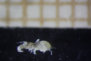  ( - BGE_00445_D04)  @11 [ ] CreativeCommons - Attribution Non-Commercial No Derivatives (2025) Andrea Desiderato University of Lodz, Department of Invertebrate Zoology and Hydrobiology