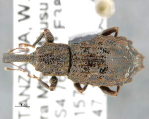  ( - CNCCOLVG00007236)  @13 [ ] Copyright (2014) Vasily Grebennikov CFIA