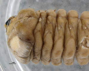  ( - CNCCOLVG00009111)  @12 [ ] Copyright (2016) Vasily Grebennikov CFIA