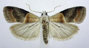  (Acrobasis demotella - jflandry0433)  @15 [ ] Copyright (2007) Jean-Francois Landry Canadian National Collection