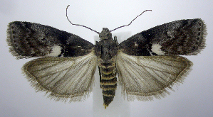  (Salebriaria engeli - jflandry0841)  @14 [ ] Copyright (2007) Jean-Francois Landry Canadian National Collection