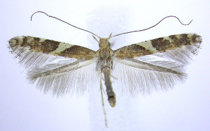  (Caloptilia ostryaeella - jflandry0216)  @15 [ ] Copyright (2007) Jean-Francois Landry Canadian National Collection
