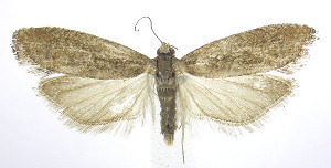  ( - jflandry0113)  @13 [ ] CreativeCommons - Attribution (2010) CBG Photography Group Centre for Biodiversity Genomics