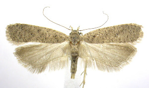  (Dichomeris georgiella - jflandry0093)  @15 [ ] Copyright (2007) Jean-Francois Landry Canadian National Collection