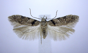  (Pseudotelphusa fuscopunctella - jflandry0522)  @13 [ ] CreativeCommons - Attribution (2010) CBG Photography Group Centre for Biodiversity Genomics