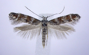  (Exoteleia pinifoliella JFL4 - jflandry0642)  @14 [ ] Copyright (2007) Jean-Francois Landry Canadian National Collection