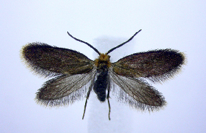  (Epimartyria auricrinella - jflandry0725)  @15 [ ] Copyright (2007) Jean-Francois Landry Canadian National Collection