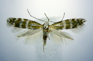  (Argyresthia aureoargentella - jflandry0806)  @14 [ ] CreativeCommons - Attribution (2010) CBG Photography Group Centre for Biodiversity Genomics
