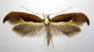  (Ypsolopha dentella - jflandry0872)  @15 [ ] Copyright (2007) Jean-Francois Landry Canadian National Collection
