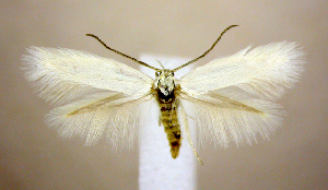  (Elachista griseicornis - jflandry0422)  @14 [ ] Copyright (2007) Jean-Francois Landry Canadian National Collection