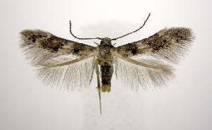  (Stilbosis ostryaeella - jflandry0492)  @15 [ ] Copyright (2007) Jean-Francois Landry Canadian National Collection