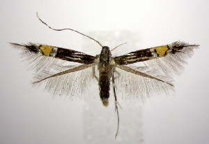  (Cosmopterix abdita - jflandry0883)  @15 [ ] CreativeCommons - Attribution Non-Commercial Share-Alike (2010) CBG Photography Group Centre for Biodiversity Genomics