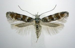  (Exoteleia pinifoliella JFL4 - jflandry0616)  @14 [ ] Copyright (2007) Jean-Francois Landry Canadian National Collection
