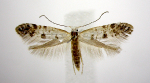  (Argyresthia thuiella - jflandry0588)  @14 [ ] Copyright (2007) Jean-Francois Landry Canadian National Collection