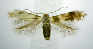  (Bucculatrix polytita - jflandry0899)  @14 [ ] Copyright (2007) Jean-Francois Landry Canadian National Collection