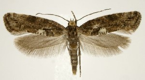  (Acrolepiopsis assectella - jflandry1164)  @15 [ ] Copyright (2007) Jean-Francois Landry Canadian National Collection