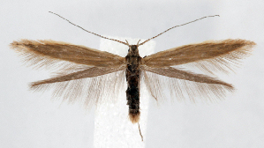  (Coleophora glissandella - jflandry1282)  @14 [ ] Copyright (2007) Jean-Francois Landry Canadian National Collection