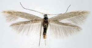  ( - jflandry1504)  @14 [ ] CreativeCommons - Attribution (2010) CBG Photography Group Centre for Biodiversity Genomics